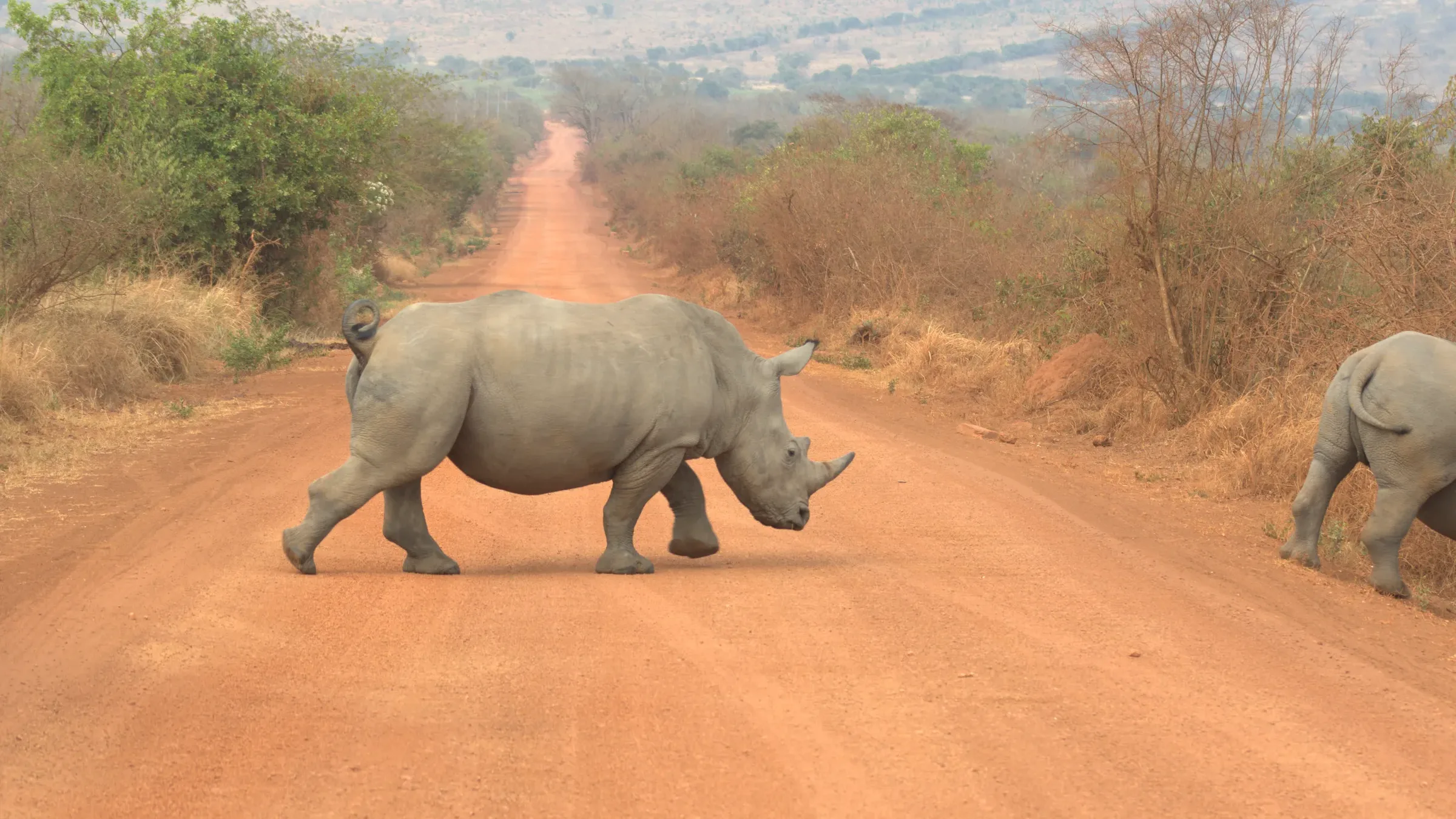 Wildlife and Nature Adventure in Africa
