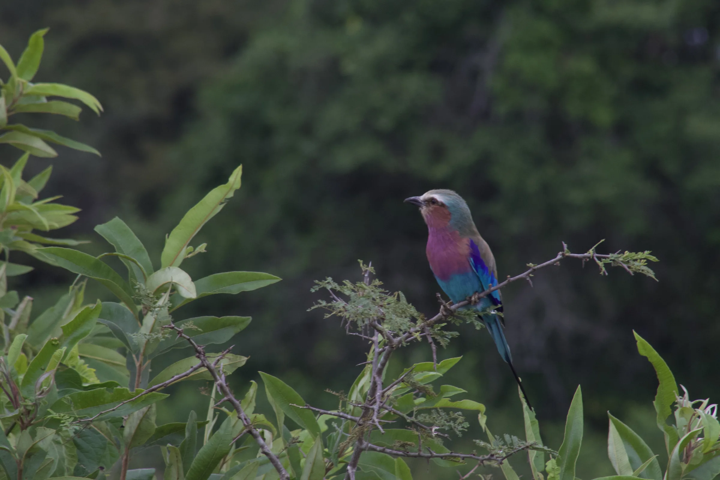 Murchison Falls National Park