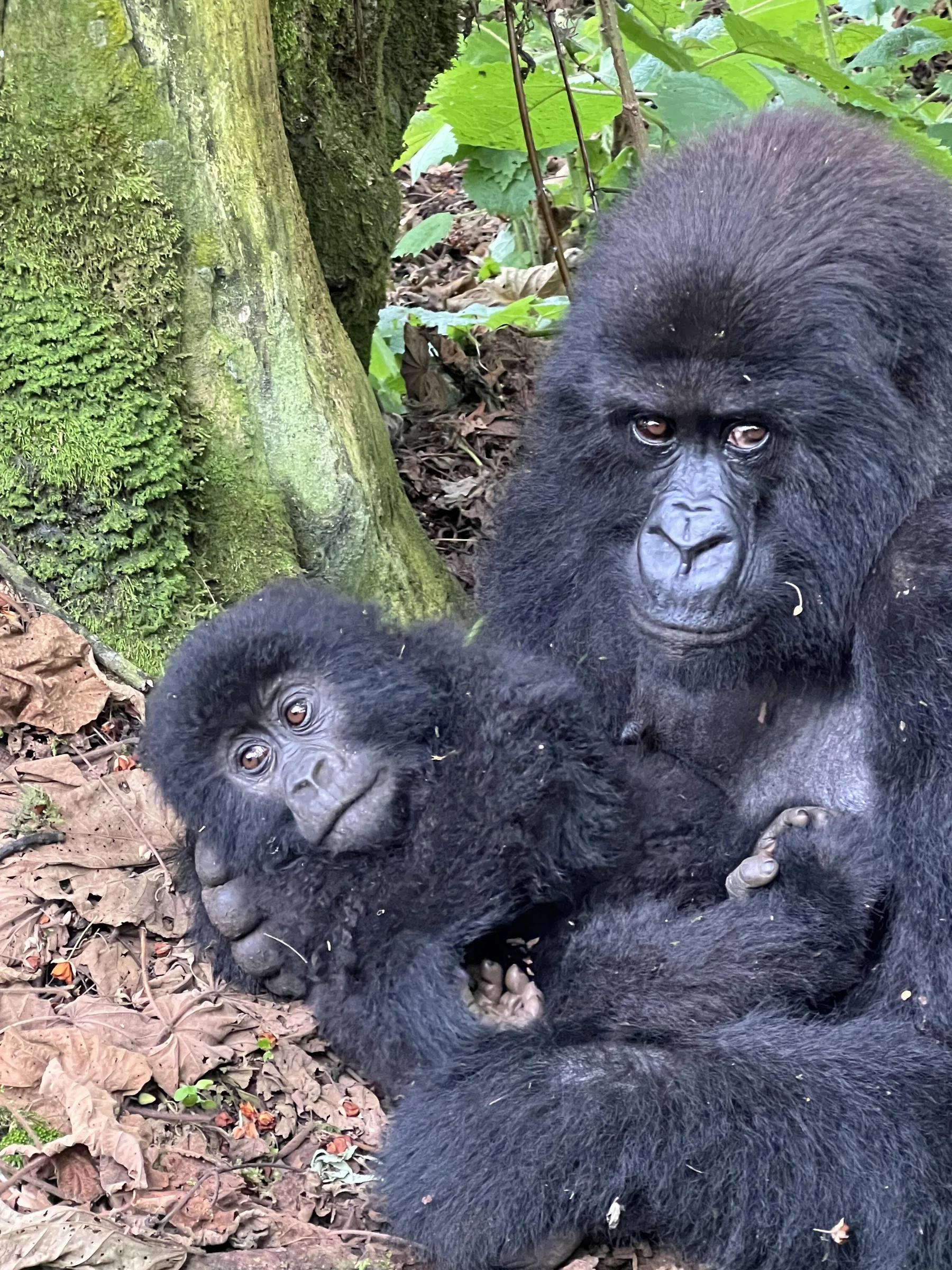 Bwindi Impenetrable National Park