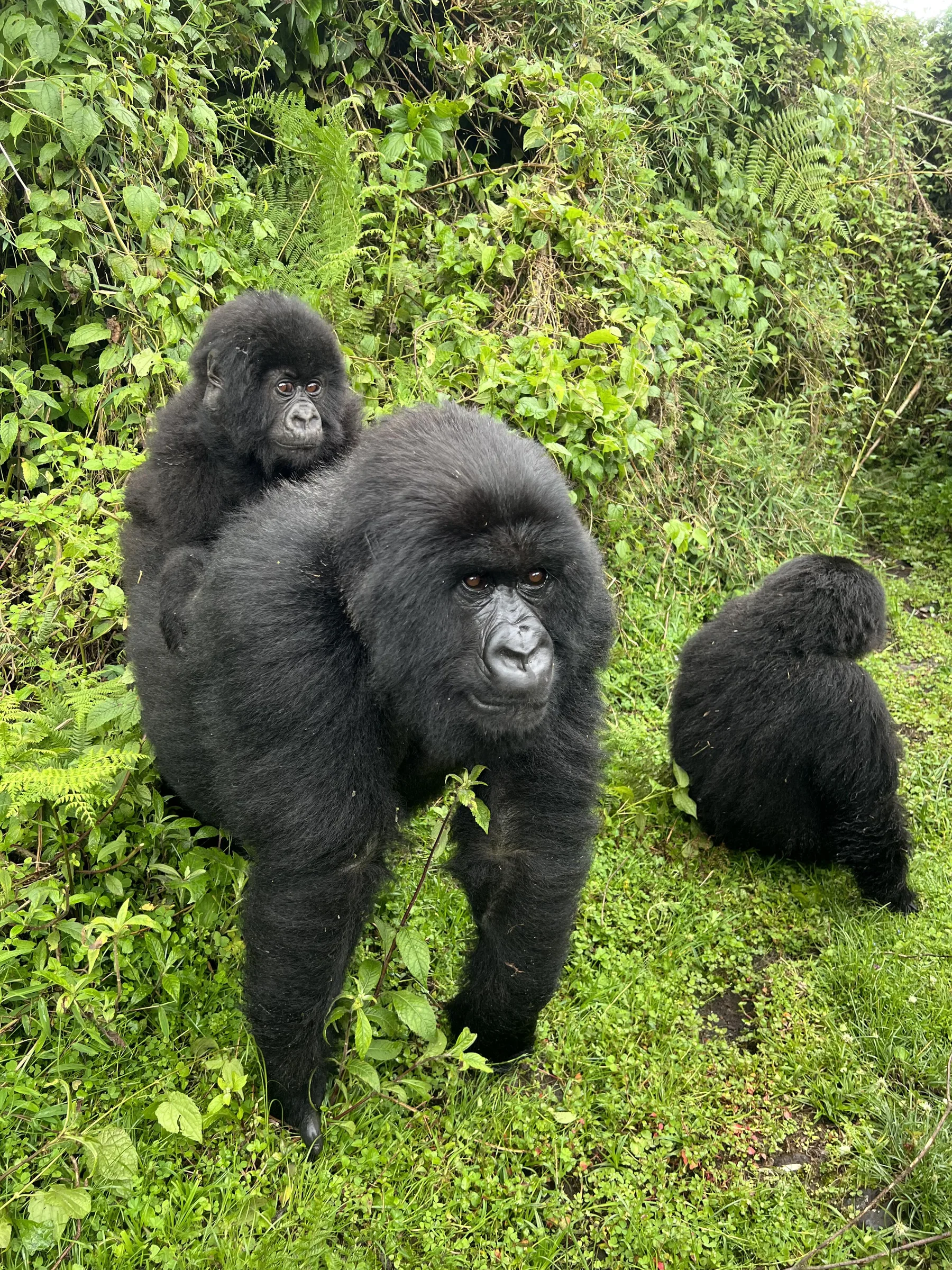 Queen Elizabeth National Park