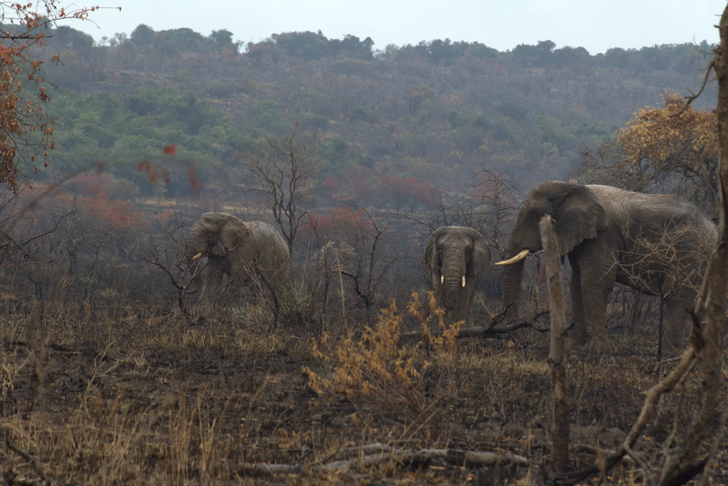 About Gorilla Hike Africa