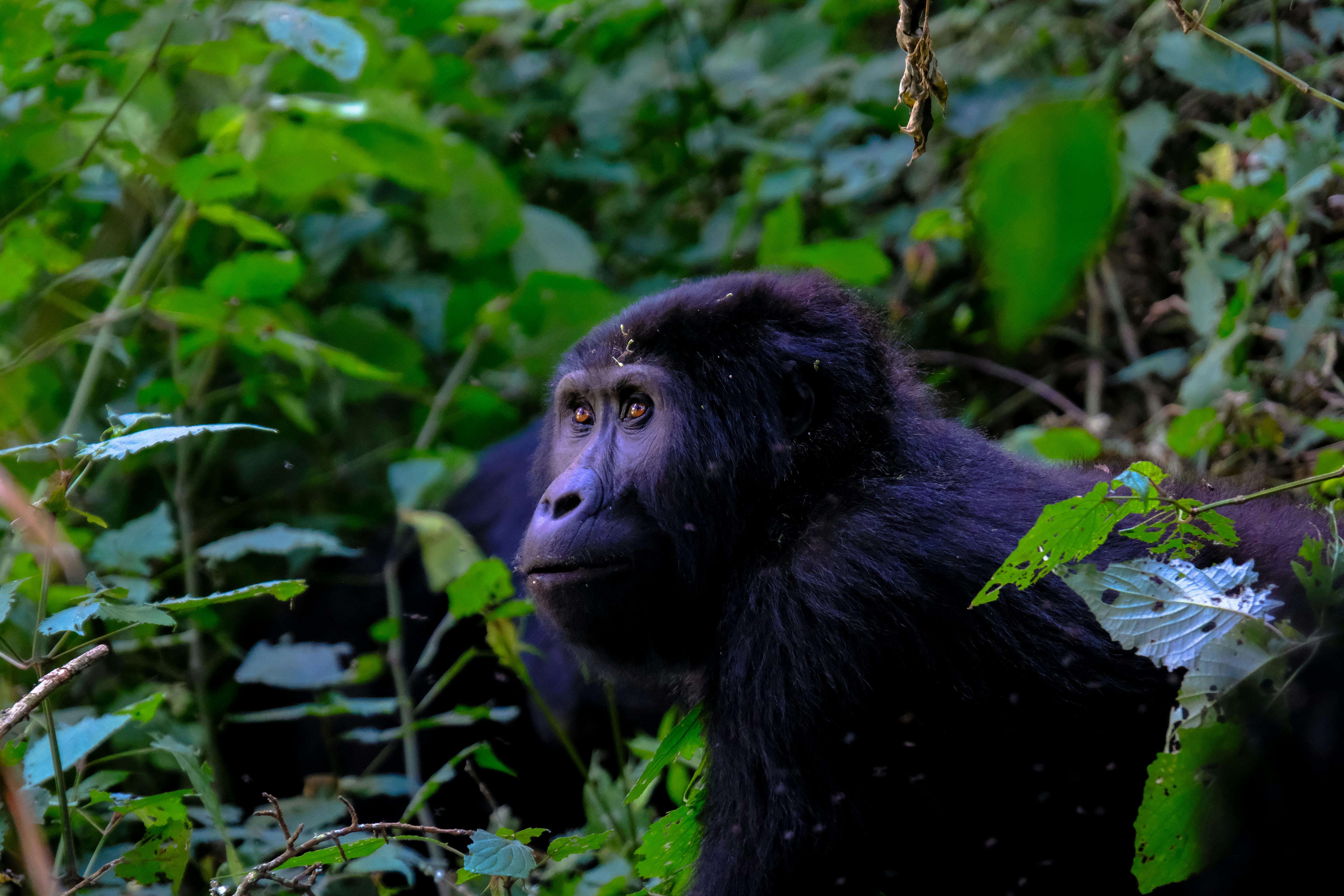 Rwanda Landscape